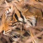 At This New Safari Destination in Central India, You Can Track Royal Bengal Tigers in Style