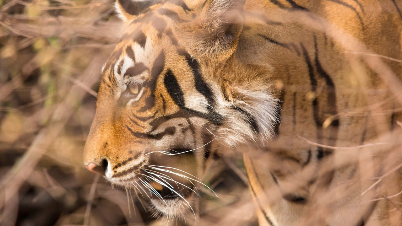At This New Safari Destination in Central India, You Can Track Royal Bengal Tigers in Style