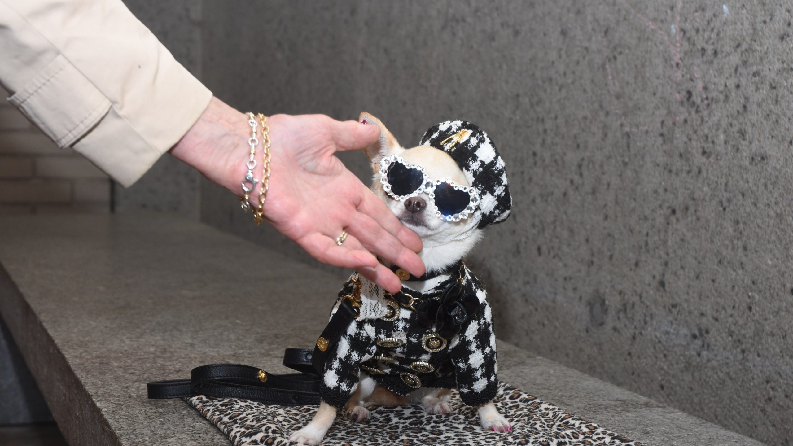 At the 2025 Pet Gala, Dogs Big and Small, Real and Toy, Posed for the Paw-parazzi