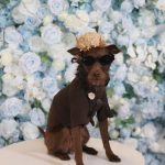 At the 2025 Pet Gala, Maltipoos and Pomeranians Dressed Like Your Favorite Fashion Stars