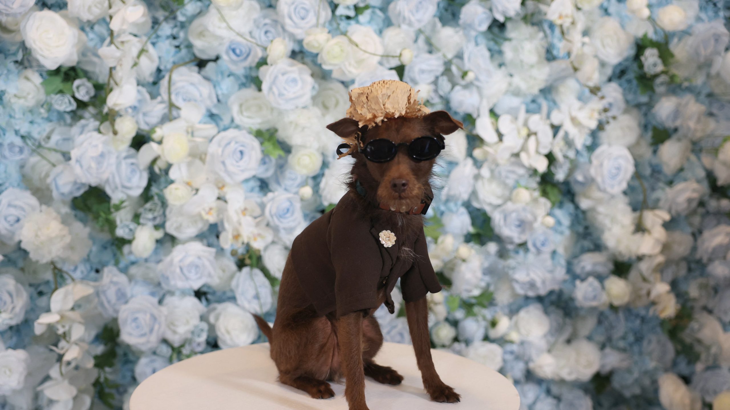 At the 2025 Pet Gala, Maltipoos and Pomeranians Dressed Like Your Favorite Fashion Stars