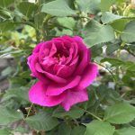 The Fifth Avenue rose.