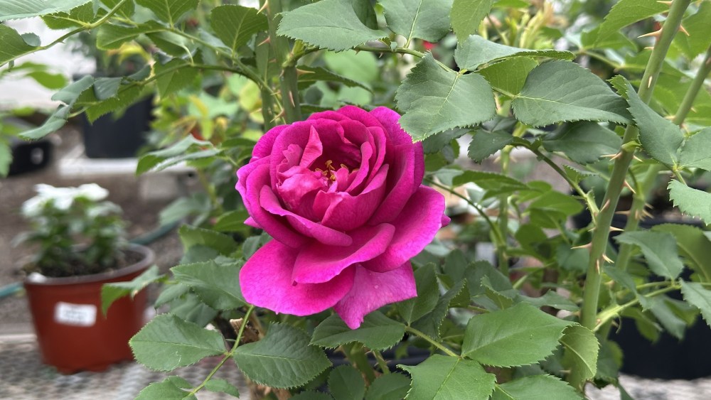 ‘Blooms’ Installation on Fifth Avenue To Debut New Rose Variety