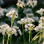 Health Benefits of Wild Garlic