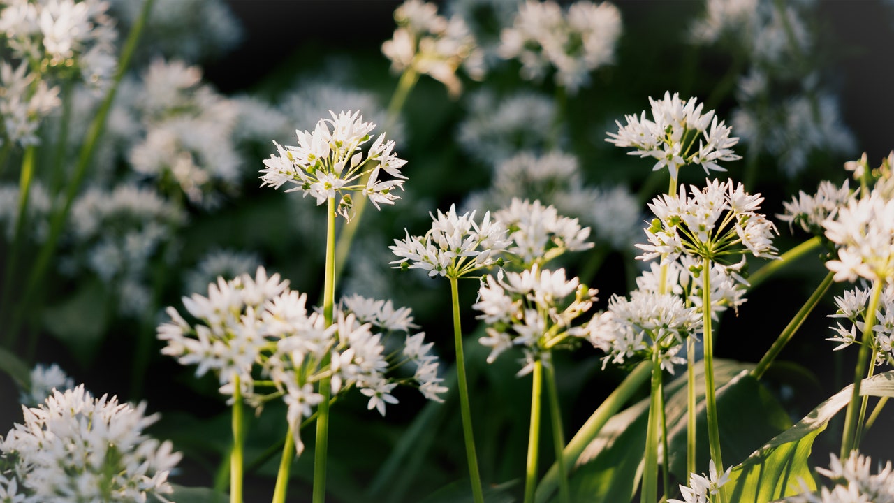 Health Benefits of Wild Garlic