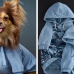 pet passion dog fashion brand