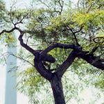 From the Archives: A Garden of American History at the White House