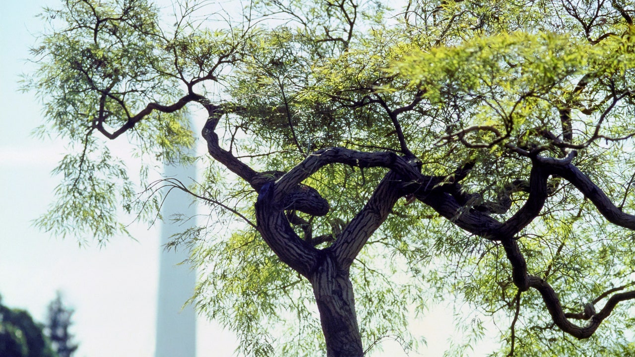 From the Archives: A Garden of American History at the White House