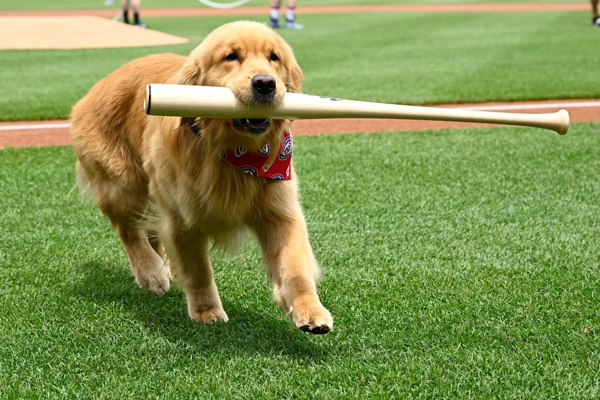 Nationals’ bat-retrieving dog Bruce laps up pregame attention, makes MLB debut