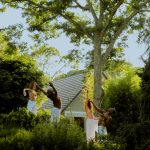 Visiting the Hamptons This Summer? Take a Moment for the Trees