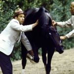 Remembering Ruffian 50 years after her breakdown at Belmont