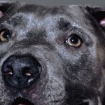 We Are Looking For Our Next Dogue Cover Star