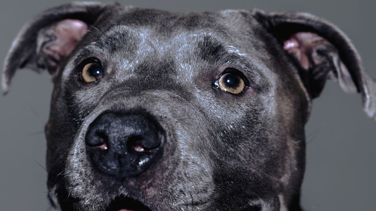 We Are Looking For Our Next Dogue Cover Star