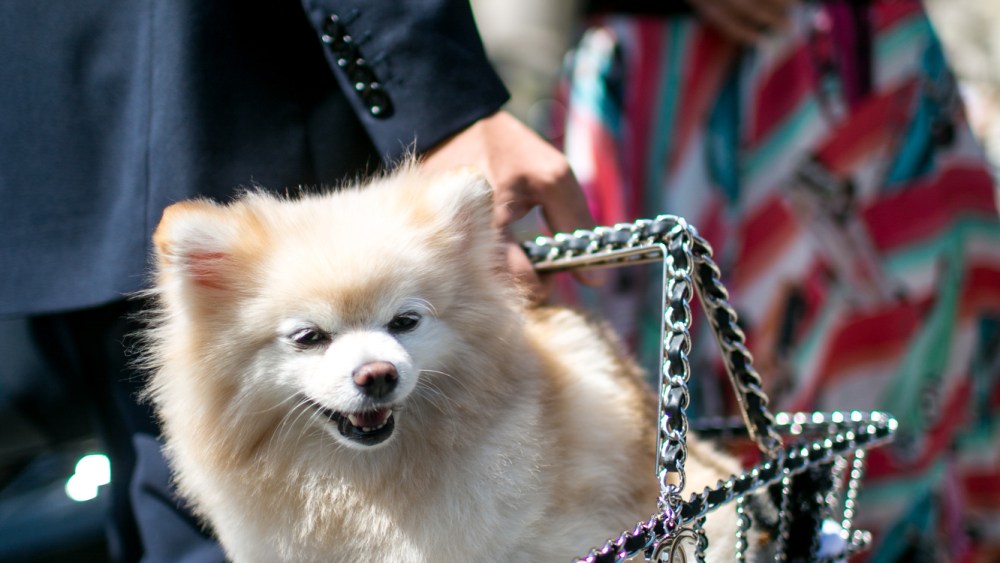 What’s in the Bag? See-through Handbags Could Be the It Bag of Summer