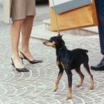 9 Vogue Editors on the Dog Essentials They (And Their Four-Legged Friends) Can’t Live Without