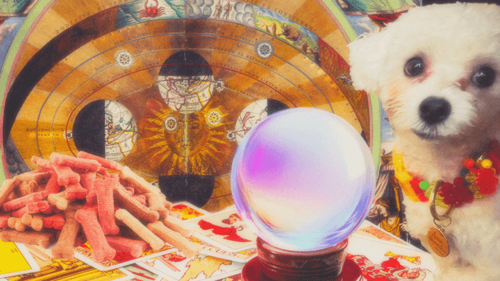 A Pet Psychic, My Weird Little Maltipoo, and Myself