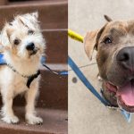 Adopt This Dogue! | Vogue