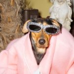In the Dog Days of Summer, Canines Model the Hottest Sunglasses of the Season