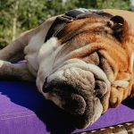 Like Lewis Hamilton, His Dog, Roscoe, Was Destined to Be a Champion