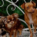 Mikey Madison Is a Proud Stage Mom to Chihuahuas Peaches, Birdie, and Jam