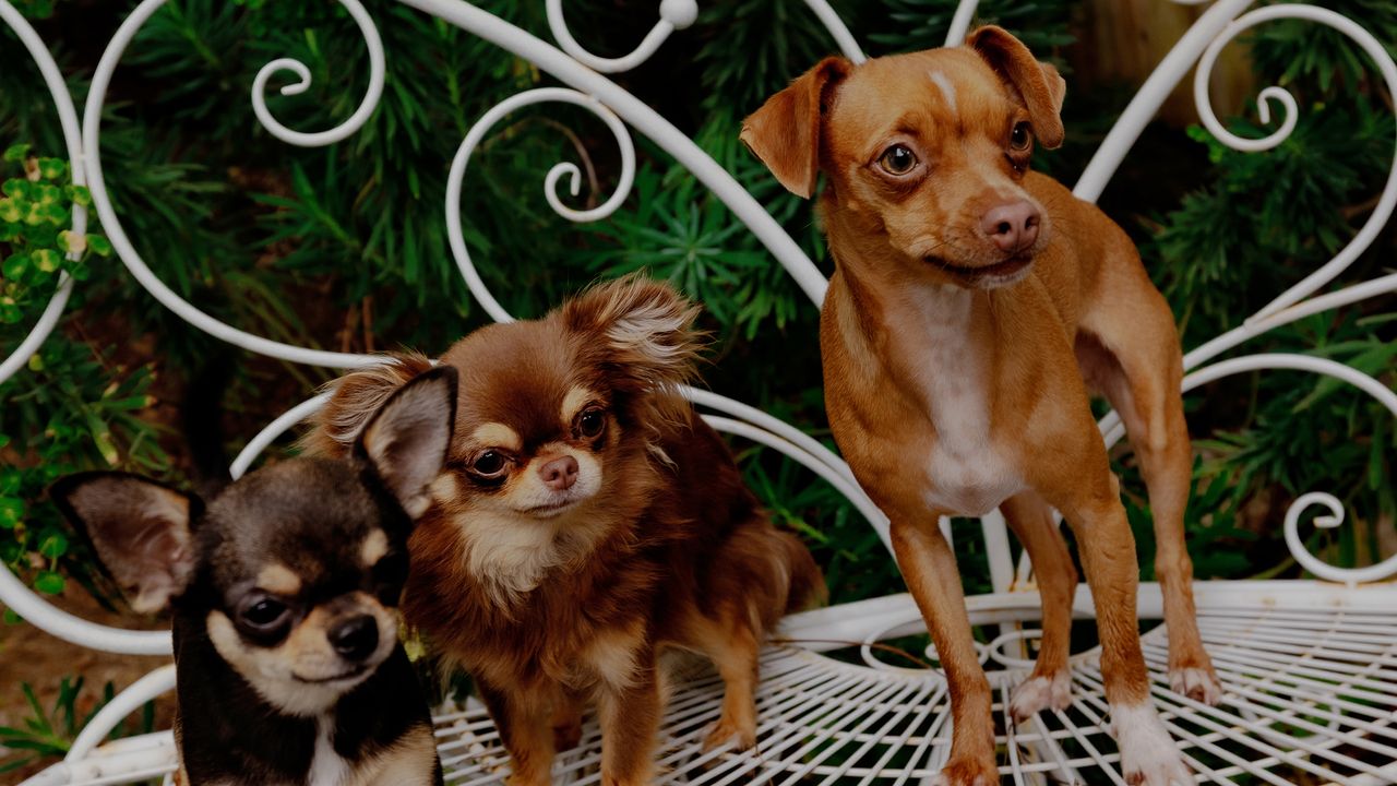 Mikey Madison Is a Proud Stage Mom to Chihuahuas Peaches, Birdie, and Jam