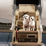 What It’s Like to Fly Bark Air, the First-in-Class Airline for Dogs (and Their People)