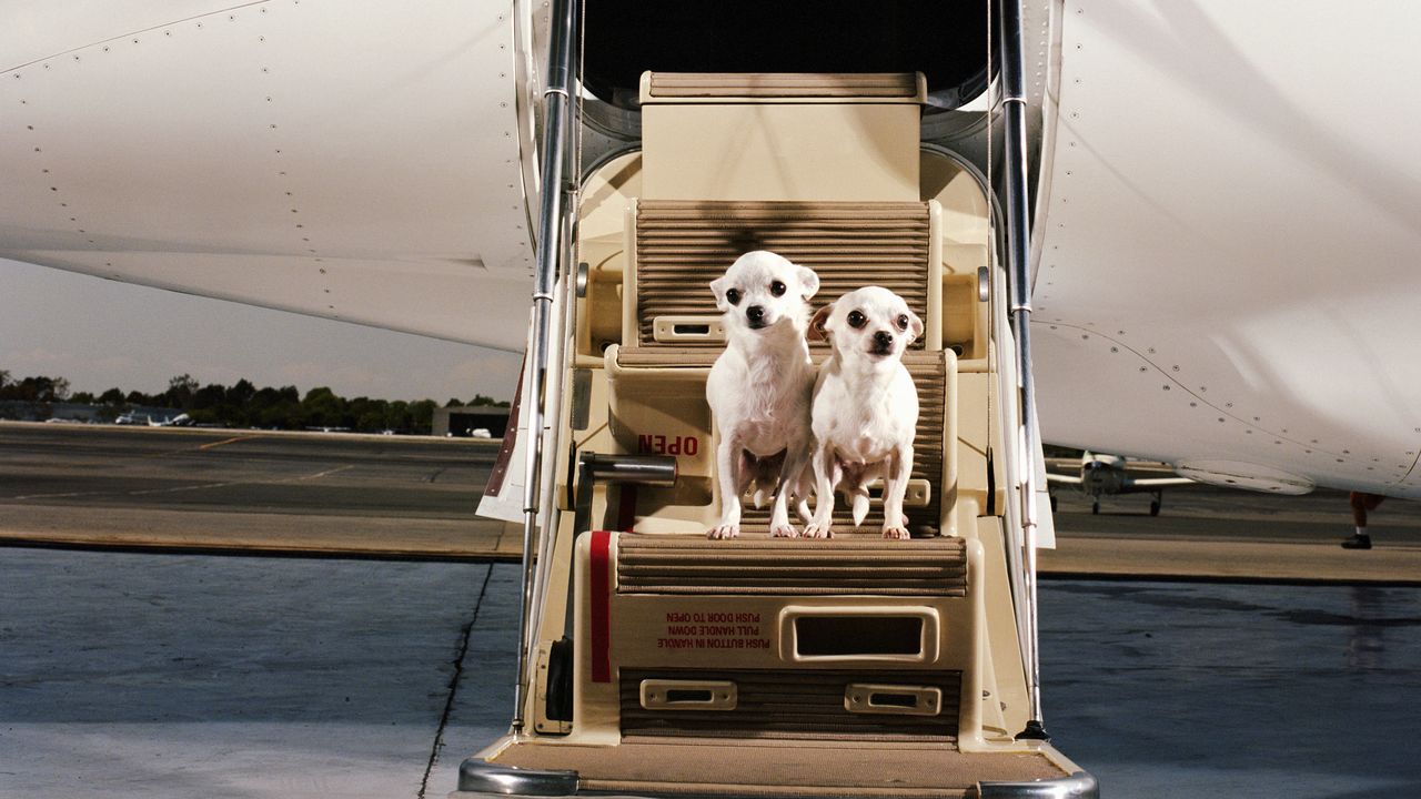What It’s Like to Fly Bark Air, the First-in-Class Airline for Dogs (and Their People)