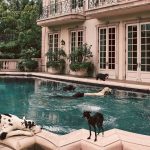 Wuff Clicquot and Hotel Pupgrades: The Most Luxurious Hotel Pet Amenities