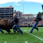 Colorado to debut new live buffalo mascot against Wyoming