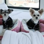 Luxury Hotel Packages For Dogs That Will Definitely Influence Your Next Getaway