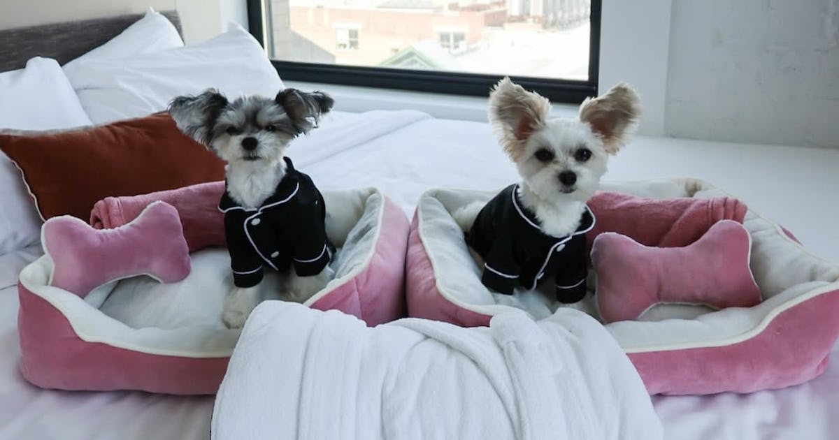Luxury Hotel Packages For Dogs That Will Definitely Influence Your Next Getaway