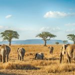 The 15 Best African Safaris to Add to Your Bucket List