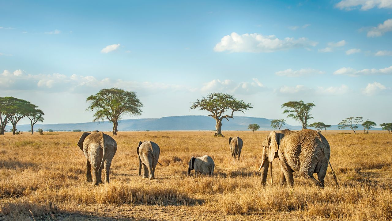 The 15 Best African Safaris to Add to Your Bucket List