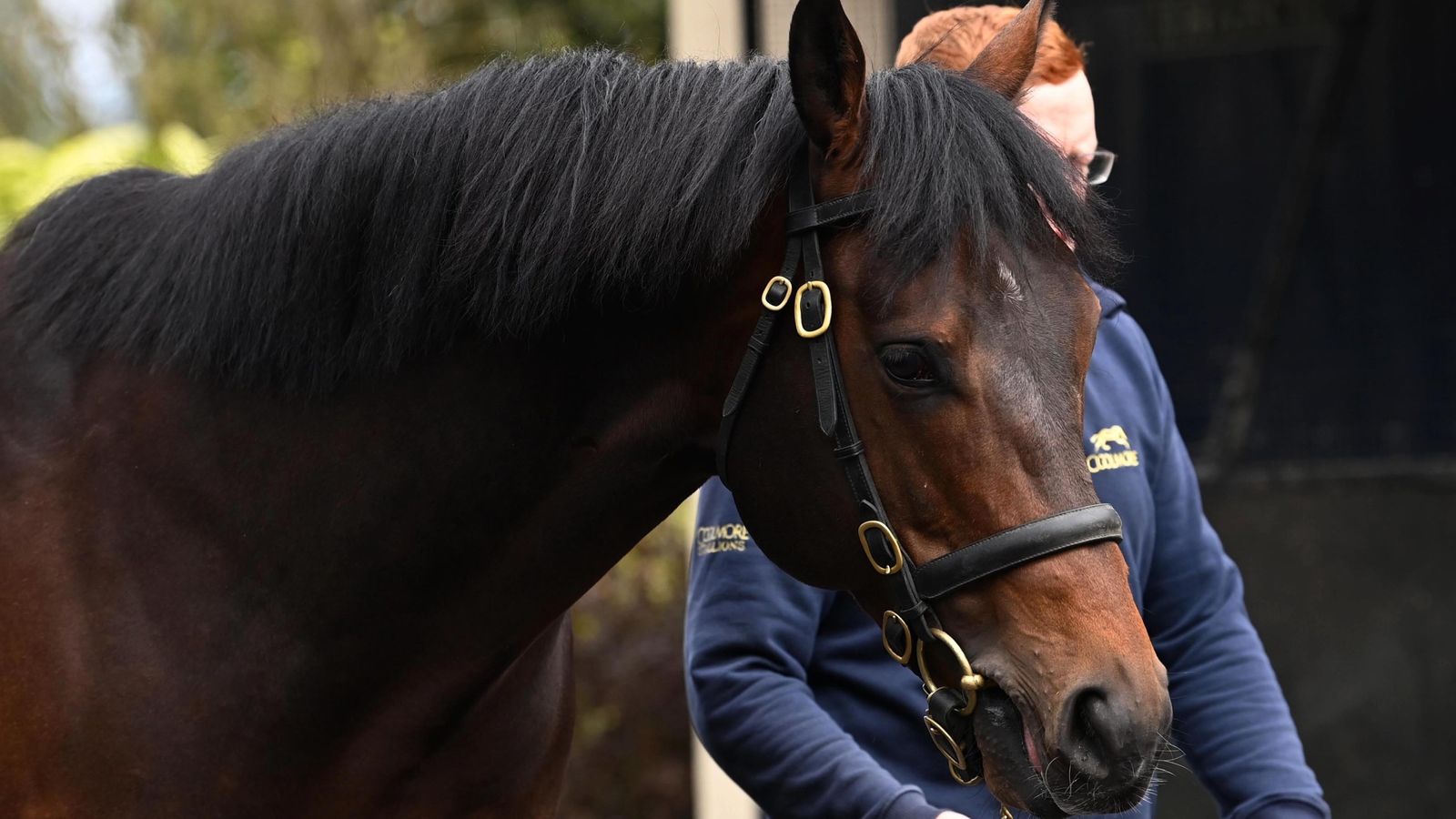 Wootton Bassett: Stallion giant aged 17 dies in shock news announced by Coolmore Australia | Racing News