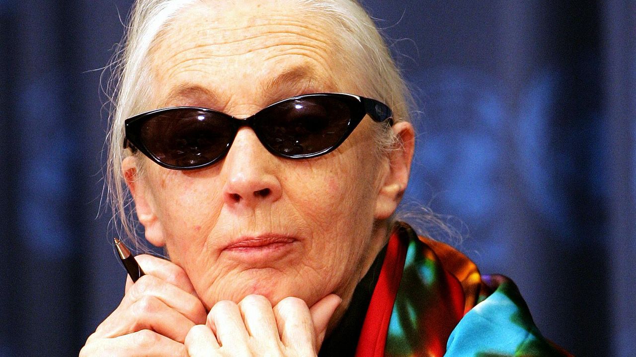 A 71-Year-Old Jane Goodall on Her Fight to Save the Planet