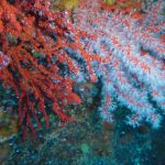 Corallium Rubrum
