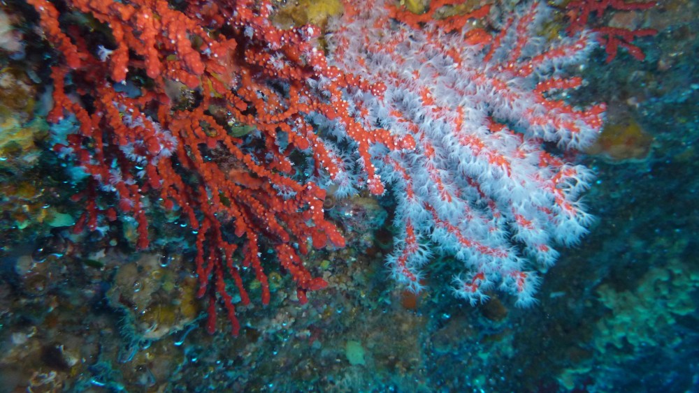 Chanel Extends Partnership With Monaco Scientific Center On Red Coral